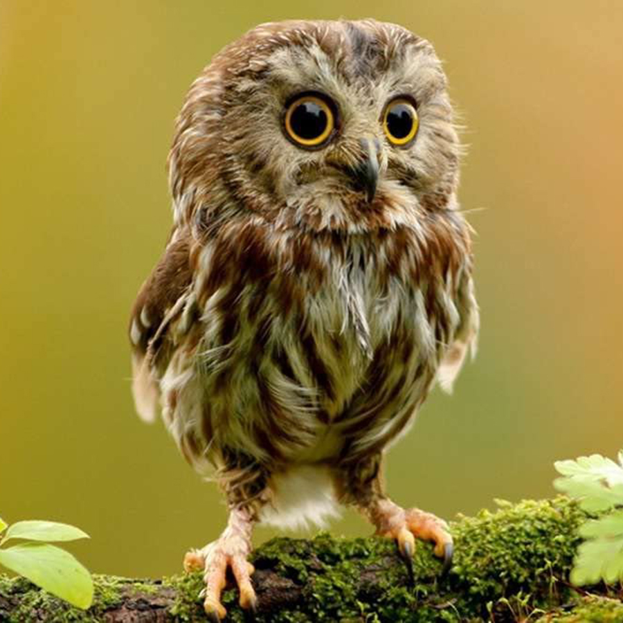 Cute owl from the internet