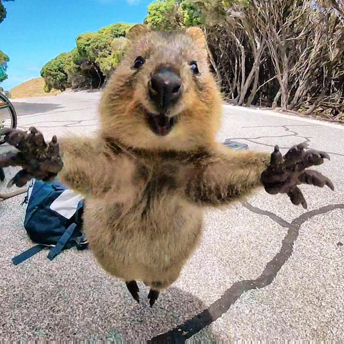 cute Quokka from the internet